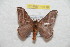  (Hylesia fabiani - BC-RBP 10718)  @14 [ ] Copyright (2017) Ron Brechlin Research Collection of Ron Brechlin
