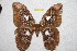  ( - BC-RBP 11986)  @11 [ ] copyright (2020) Ron Brechlin Research Collection of Ron Brechlin