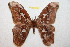  ( - BC-RBP 10725)  @13 [ ] Copyright (2017) Ron Brechlin Research Collection of Ron Brechlin