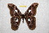  ( - BC-RBP 11998)  @11 [ ] copyright (2020) Ron Brechlin Research Collection of Ron Brechlin
