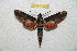  ( - BC-RBP 12008)  @11 [ ] copyright (2020) Ron Brechlin Research Collection of Ron Brechlin