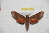  ( - BC-RBP 12019)  @11 [ ] copyright (2020) Ron Brechlin Research Collection of Ron Brechlin