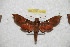  ( - BC-RBP 12020)  @11 [ ] copyright (2020) Ron Brechlin Research Collection of Ron Brechlin