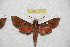  ( - BC-RBP 12021)  @11 [ ] copyright (2020) Ron Brechlin Research Collection of Ron Brechlin