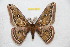  ( - BC-RBP 10739)  @12 [ ] Copyright (2018) Ron Brechlin Research Collection of Ron Brechlin