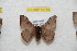  (Hylesia antkozlovi - BC-RBP 10755)  @11 [ ] Copyright (2018) Ron Brechlin Research Collection of Ron Brechlin