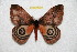 ( - BC-RBP 12077)  @11 [ ] copyright (2021) Ron Brechlin Research Collection of Ron Brechlin