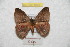  (Hylesia guiyasotana - BC-RBP 8620)  @14 [ ] Copyright (2014) Ron Brechlin Research Collection of Ron Brechlin