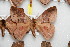  ( - BC-RBP 8621)  @13 [ ] Copyright (2014) Ron Brechlin Research Collection of Ron Brechlin