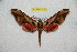  ( - BC-RBP 12080)  @11 [ ] copyright (2021) Ron Brechlin Research Collection of Ron Brechlin