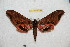  ( - BC-RBP 12084)  @11 [ ] copyright (2021) Ron Brechlin Research Collection of Ron Brechlin