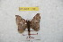  ( - BC-RBP 8708)  @13 [ ] Copyright (2014) Ron Brechlin Research Collection of Ron Brechlin