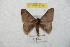  (Hylesia gigantex - BC-RBP 8716)  @14 [ ] Copyright (2014) Ron Brechlin Research Collection of Ron Brechlin