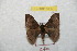  ( - BC-RBP 8717)  @13 [ ] Copyright (2014) Ron Brechlin Research Collection of Ron Brechlin