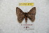  ( - BC-RBP 8718)  @13 [ ] Copyright (2014) Ron Brechlin Research Collection of Ron Brechlin