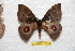  ( - BC-RBP 10814)  @11 [ ] Copyright (2018) Ron Brechlin Research Collection of Ron Brechlin