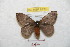  (Hylesia cotandex - BC-RBP 8730)  @14 [ ] Copyright (2014) Ron Brechlin Research Collection of Ron Brechlin