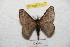  ( - BC-RBP 8731)  @14 [ ] Copyright (2014) Ron Brechlin Research Collection of Ron Brechlin