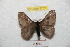  ( - BC-RBP 8732)  @13 [ ] Copyright (2014) Ron Brechlin Research Collection of Ron Brechlin