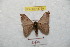  (Hylesia rospanguanex - BC-RBP 8739)  @13 [ ] Copyright (2014) Ron Brechlin Research Collection of Ron Brechlin