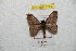  ( - BC-RBP 8741)  @14 [ ] Copyright (2014) Ron Brechlin Research Collection of Ron Brechlin