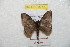  ( - BC-RBP 8742)  @13 [ ] Copyright (2014) Ron Brechlin Research Collection of Ron Brechlin