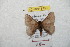  (Hylesia frigida - BC-RBP 8750)  @14 [ ] Copyright (2014) Ron Brechlin Research Collection of Ron Brechlin