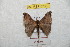  ( - BC-RBP 8766)  @13 [ ] Copyright (2014) Ron Brechlin Research Collection of Ron Brechlin