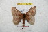  (Hylesia umbratula - BC-RBP 8769)  @11 [ ] Copyright (2014) Ron Brechlin Research Collection of Ron Brechlin