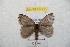  (Hylesia cotmetex - BC-RBP 8771)  @14 [ ] Copyright (2014) Ron Brechlin Research Collection of Ron Brechlin