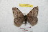  ( - BC-RBP 8792)  @14 [ ] Copyright (2014) Ron Brechlin Research Collection of Ron Brechlin