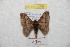  (Hylesia andrex - BC-RBP 8798)  @14 [ ] Copyright (2014) Ron Brechlin Research Collection of Ron Brechlin