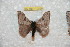  ( - BC-RBP 10829)  @11 [ ] Copyright (2017) Ron Brechlin Research Collection of Ron Brechlin