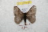  ( - BC-RBP 8809)  @14 [ ] Copyright (2014) Ron Brechlin Research Collection of Ron Brechlin