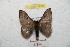  ( - BC-RBP 8810)  @14 [ ] Copyright (2014) Ron Brechlin Research Collection of Ron Brechlin
