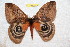  ( - BC-RBP 10838)  @11 [ ] Copyright (2017) Ron Brechlin Research Collection of Ron Brechlin