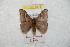  (Hylesia juprex - BC-RBP 8818)  @14 [ ] Copyright (2014) Ron Brechlin Research Collection of Ron Brechlin