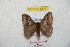  ( - BC-RBP 8819)  @14 [ ] Copyright (2014) Ron Brechlin Research Collection of Ron Brechlin
