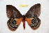  ( - BC-RBP 10844)  @11 [ ] Copyright (2017) Ron Brechlin Research Collection of Ron Brechlin
