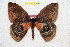  ( - BC-RBP 10845)  @11 [ ] Copyright (2017) Ron Brechlin Research Collection of Ron Brechlin