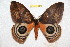  ( - BC-RBP 10846)  @11 [ ] Copyright (2017) Ron Brechlin Research Collection of Ron Brechlin