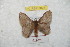  (Hylesia ascmoronex - BC-RBP 8825)  @14 [ ] Copyright (2014) Ron Brechlin Research Collection of Ron Brechlin