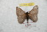  (Hylesia bouvereti - BC-RBP 8826)  @14 [ ] Copyright (2014) Ron Brechlin Research Collection of Ron Brechlin