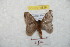  ( - BC-RBP 8829)  @13 [ ] Copyright (2014) Ron Brechlin Research Collection of Ron Brechlin