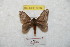  ( - BC-RBP 8834)  @13 [ ] Copyright (2014) Ron Brechlin Research Collection of Ron Brechlin