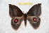  ( - BC-RBP 10859)  @12 [ ] Copyright (2017) Ron Brechlin Research Collection of Ron Brechlin