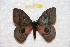  ( - BC-RBP 10860)  @11 [ ] Copyright (2017) Ron Brechlin Research Collection of Ron Brechlin