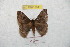  ( - BC-RBP 8841)  @13 [ ] Copyright (2014) Ron Brechlin Research Collection of Ron Brechlin