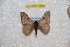  ( - BC-RBP 10868)  @11 [ ] Copyright (2017) Ron Brechlin Research Collection of Ron Brechlin