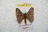 ( - BC-RBP 8853)  @14 [ ] Copyright (2014) Ron Brechlin Research Collection of Ron Brechlin
